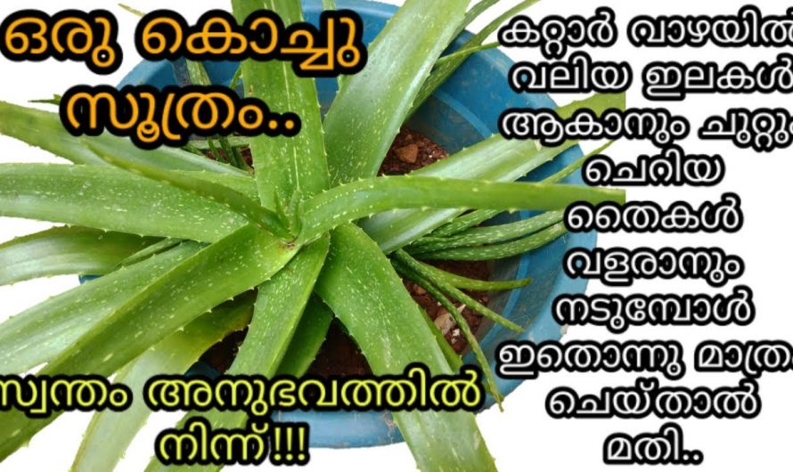 കറ്റാർവാഴ നല്ല രീതിയിൽ വളർത്തിയെടുക്കുവാൻ ഇങ്ങനെ ചെയ്താൽ മതി.