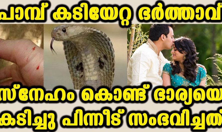 മരണത്തിൽ കൂട്ടുണ്ടാകുന്നതിനുവേണ്ടി ഈ ഭർത്താവ് ചെയ്തത് കണ്ടോ…