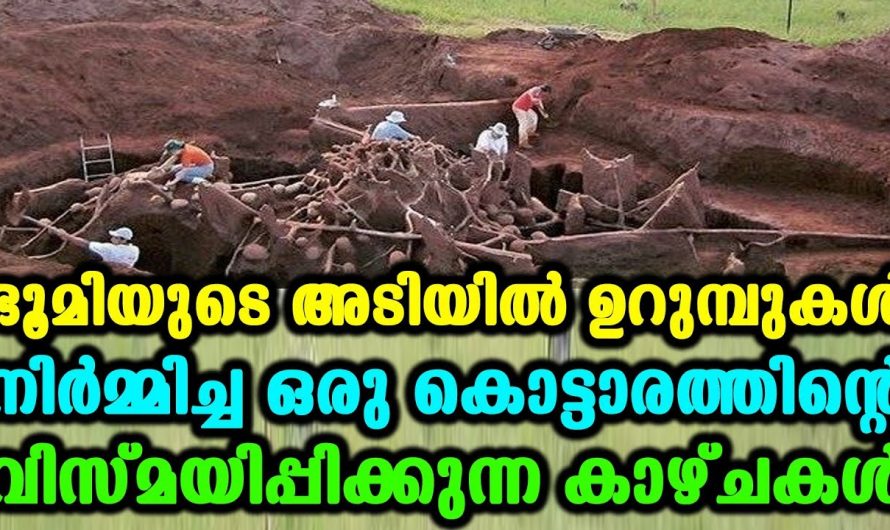 ഉറുമ്പുകളുടെ ഈ ലോകം കണ്ടൽ ആരും ഒന്നും ഞെട്ടിപ്പോകും….