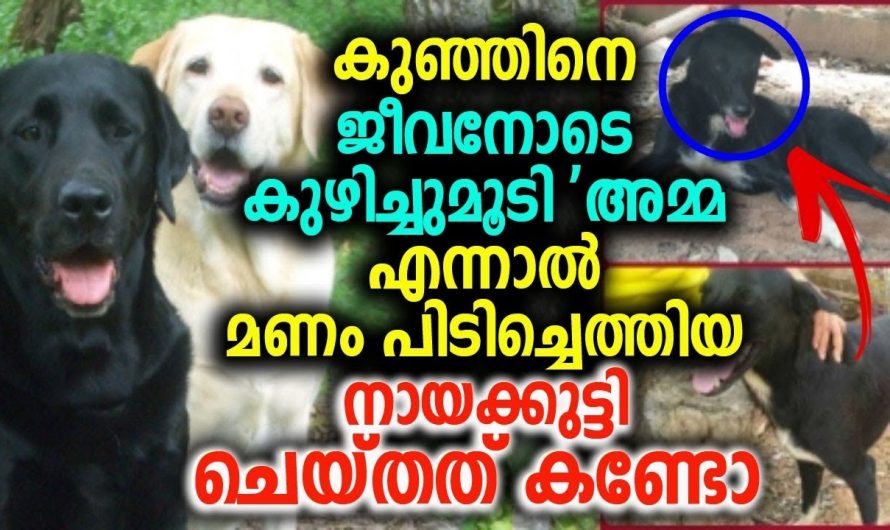 20 വയസ്സുകാരി കുഞ്ഞിനെ ജീവനോടെ കുഴിച്ചുമൂടി എന്നാൽ പിന്നീട് സംഭവിച്ചത്..