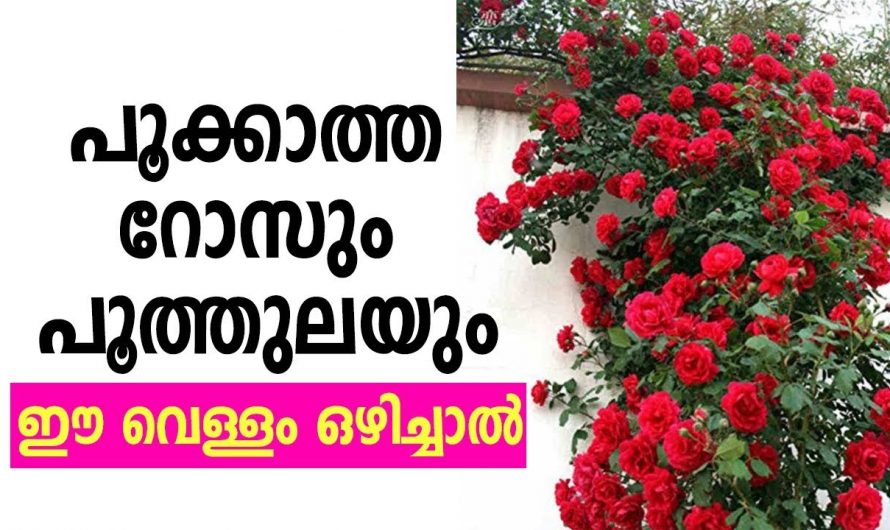 പൂക്കളും പച്ചക്കറികളും ധാരാളം ഉണ്ടാകാൻ ഇതാ കിടിലൻവഴി…