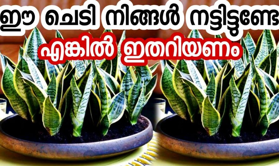 എന്തിനാണ് വീടിനുള്ളിൽ സ്നേക് (Snake) പ്ലാന്റ്  വളർത്തുന്നത്