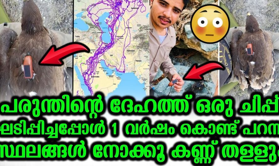 ഈ പരുന്തിന്റെ യാത്ര കണ്ടാൽ ആരും ഒന്നും ഞെട്ടിപ്പോകും..