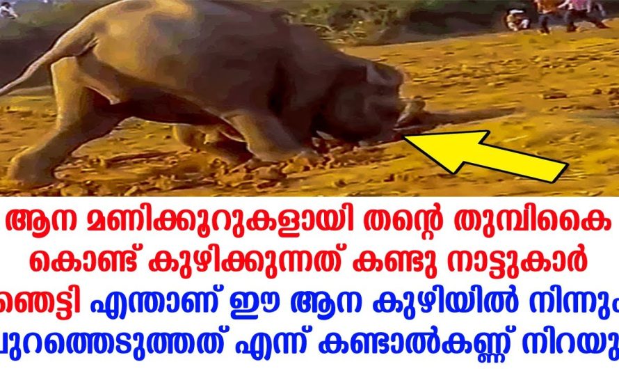 ഈ അമ്മ ആന ചെയ്തത് കണ്ടാൽ ആരും ഞെട്ടിപ്പോകും…