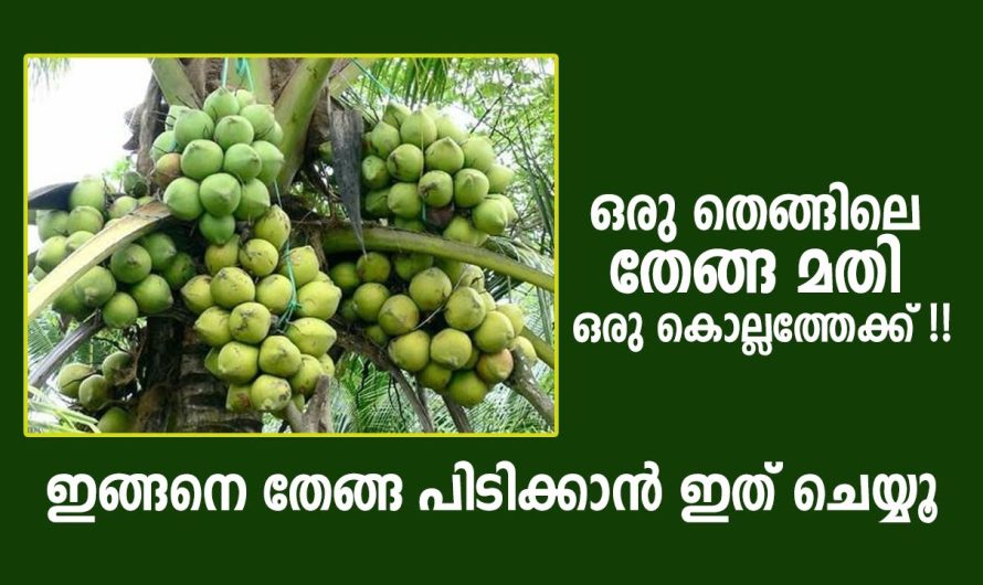 തെങ്ങിൽ  ധാരാളം തേങ്ങ ഉണ്ടാകുന്നതിന് ഇതാ കിടിലൻ വഴി