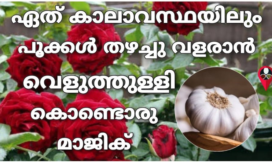 വീട്ടിൽ പൂന്തോട്ടം ഉണ്ടാക്കുമ്പോൾ ഇതൊന്നു ചെയ്തു നോക്കൂ.