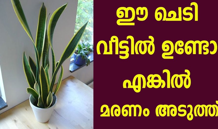 വീടിനകത്ത് നമ്മൾ വയ്ക്കുന്ന ചെടികളുടെ ഗുണങ്ങളും ദോഷങ്ങളും.