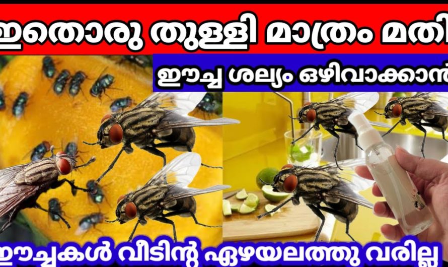 ഈച്ച ശല്യം  പരിഹരിക്കാൻ ഇതാ കിടിലൻ മാർഗ്ഗം…