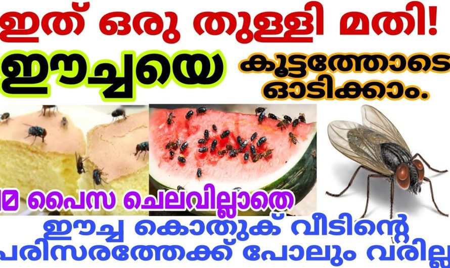 ഈച്ച ശല്യം ഉള്ളവർ ഈ വീഡിയോ ഒന്ന് കണ്ടു നോക്കൂ.