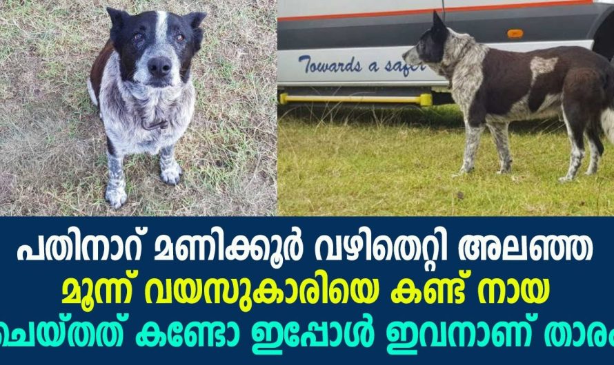 മൂന്നു വയസ്സുകാരിക്ക് കാട്ടിൽ കൂട്ടായത് വളർത്തു നായ പിന്നീട് സംഭവിച്ചത്..