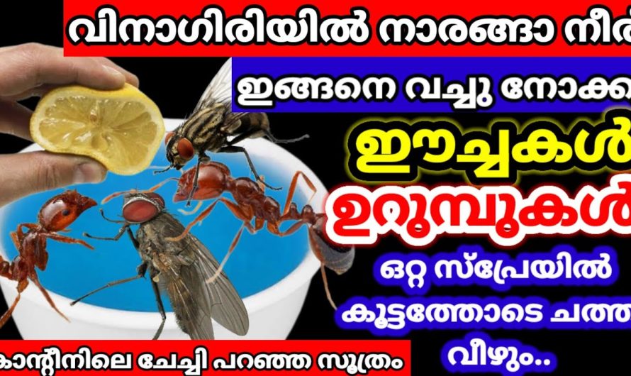 ഈച്ച ഇനി ഒരിക്കലും നമ്മുടെ വീട്ടിൽ വരികയില്ല ഇതൊന്നു അടിച്ചാൽ മാത്രം മതി.