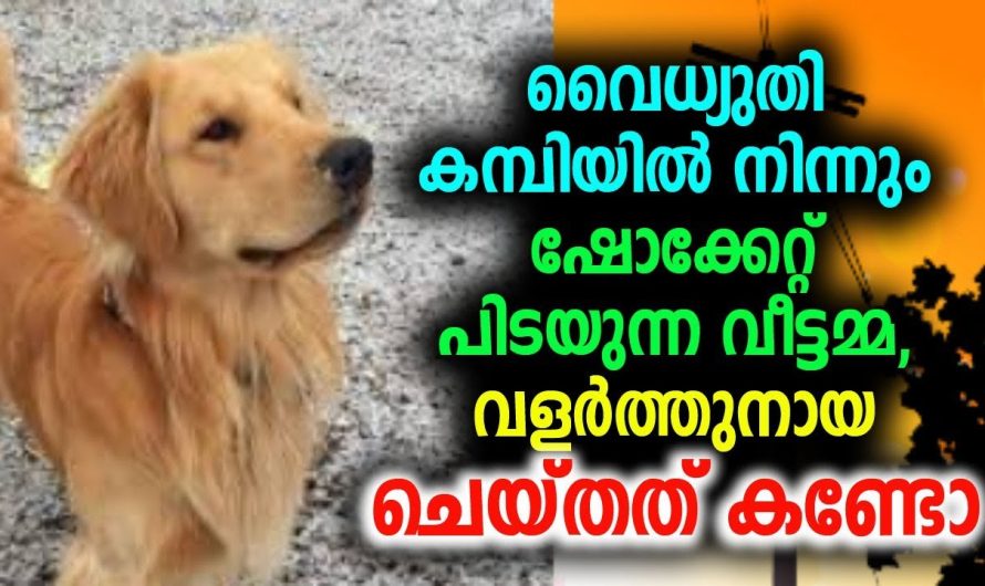 വീട്ടമ്മയെ രക്ഷിക്കാൻ വീട്ടിലെ വളർത്തുനായ ചെയ്തത് കണ്ടോ…