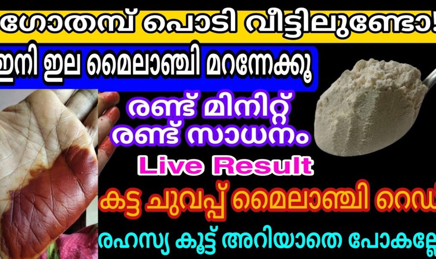 മൈലാഞ്ചി ഇല്ലാതെ എങ്ങനെ മൈലാഞ്ചി ഇടുവാനായിട്ട് സാധിക്കുന്നു വെറും ഗോതമ്പ് പൊടി മതി.