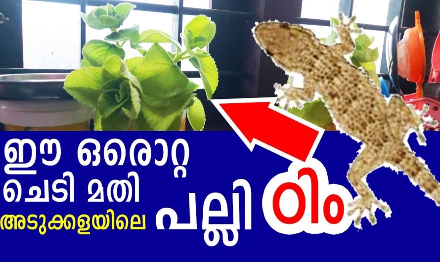 ഈ ചെടി വീട്ടിലുണ്ടെങ്കിൽ കുട്ടികളുടെ പനി പമ്പ കടക്കും.