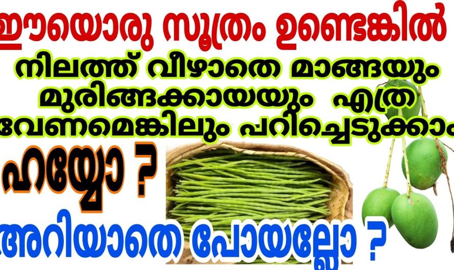 മുരിങ്ങക്കായ് പറക്കുവാൻ ആയി ഇനി മരത്തിൽ കയറേണ്ട കാര്യമില്ല വളരെ എളുപ്പത്തിൽ പറിക്കാം.