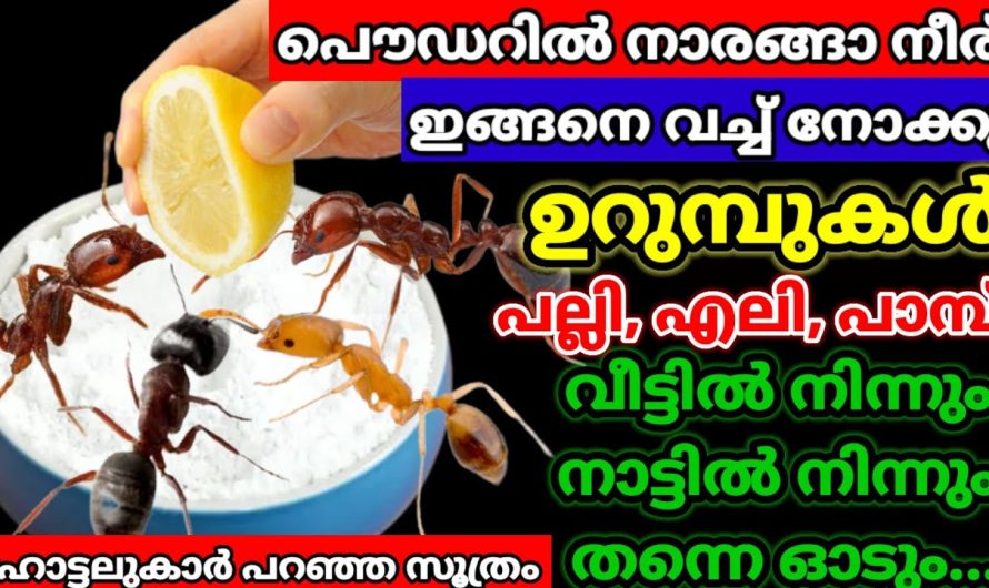 ഉറുമ്പുകളെ നമുക്ക് വീട്ടിൽ നിന്ന് ഓടിപ്പിക്കാം.