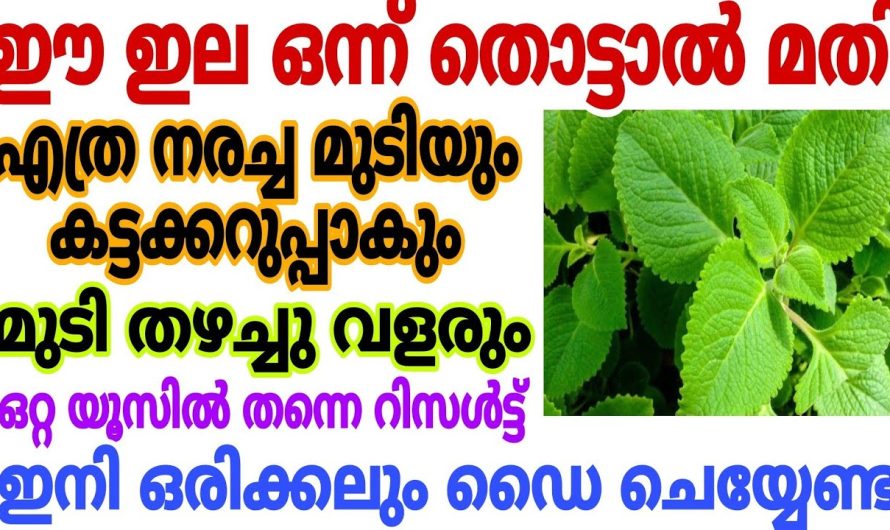 മുടിയിലെ നര വളരെ വേഗത്തിൽ പരിഹരിച്ച് മുടിയെ സംരക്ഷിക്കാൻ…