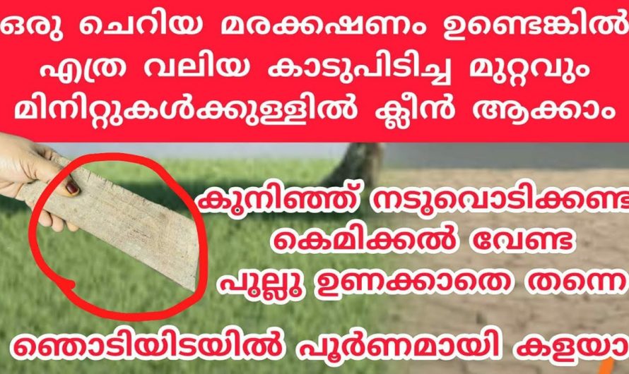 വീടിന്റെ മുറ്റം ഇനി പുല്ലുകൾ ഒന്നും വരാതെ വൃത്തിയായി സൂക്ഷിക്കാം .