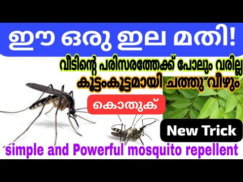 രണ്ടു കരയാമ്പൂവും അതുപോലെതന്നെ ഒരു കഷണം സബോളയും ഉണ്ടെങ്കിൽ നമുക്ക് കൊതുകിനെ ഓടിപ്പിക്കാം.