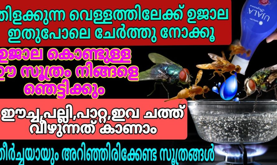 ചൂടുവെള്ളത്തിലേക്ക് ഇതൊരു തുള്ളി ഒഴിക്കൂ പല്ലി പാറ്റ ഈച്ച മുതലായവ താനെ ചത്തു വീഴും.