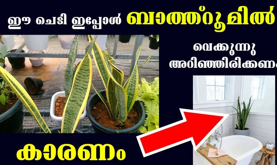 ശുദ്ധവായു ശ്വസിക്കാൻ നട്ടുവളർത്തേണ്ട ഈ ഒരു ചെടിയെക്കുറിച്ച് ആരും അറിയാതിരിക്കല്ലേ.