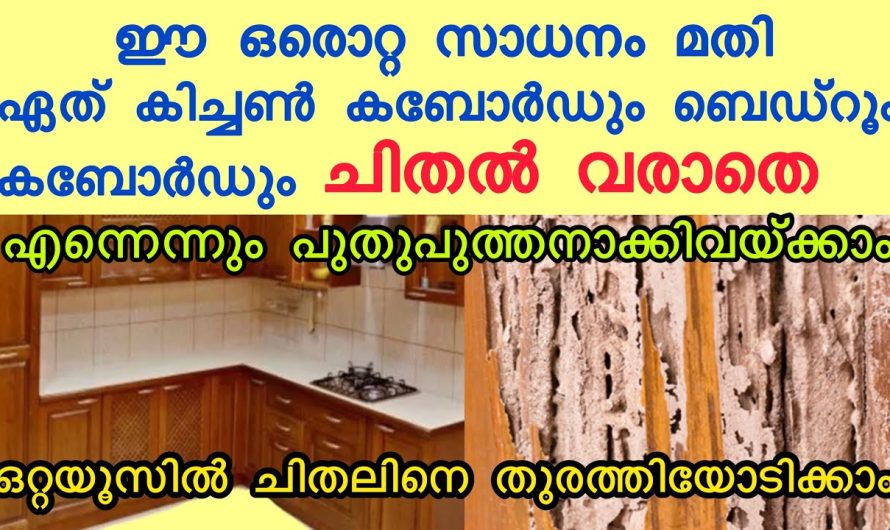 വീട്ടിൽ നിന്ന് വളരെ എളുപ്പത്തിൽ ചിതൽ ശല്യം ഇല്ലാതാക്കാൻ.