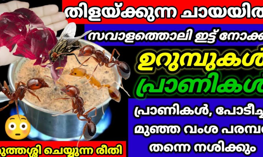 അടുക്കള തോട്ടങ്ങളിലെ പ്രാണികളെ നശിപ്പിക്കാൻ ഇതിലും നല്ലൊരു മാർഗം വേറെയില്ല.