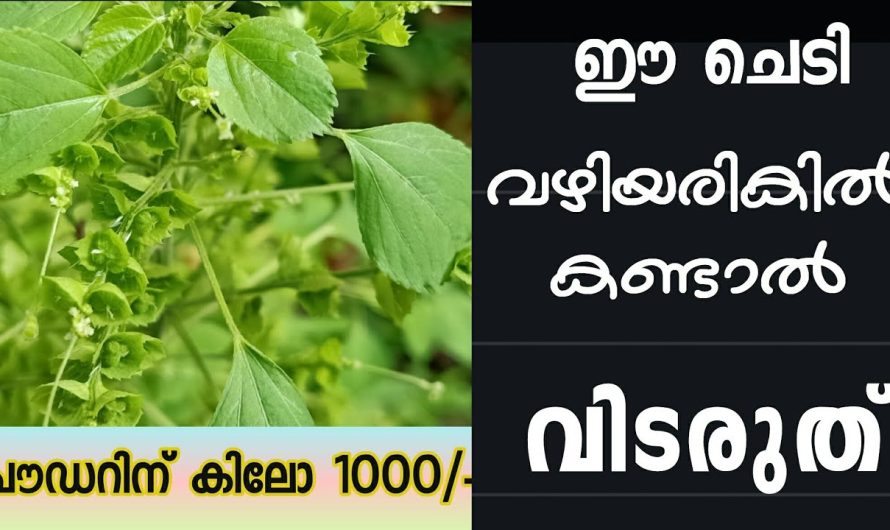 വഴിയരികിലുള്ള ഈയൊരു ചെടി മതി ആരോഗ്യം പത്തിരട്ടിയായി വർദ്ധിപ്പിക്കാം.