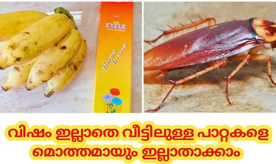 ഇതൊരു കഷ്ണം എവിടെ വച്ചാലും പാറ്റ ആ വഴിക്ക് വരില്ല. കണ്ടു നോക്കൂ.