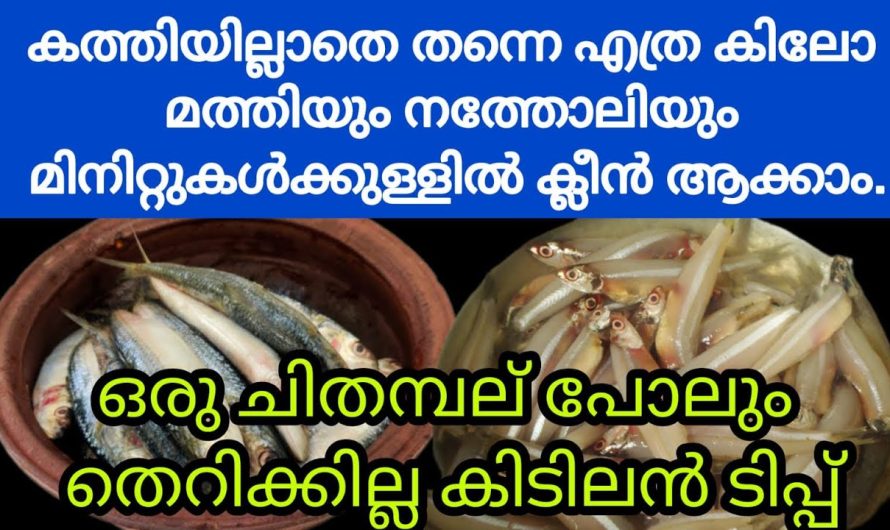 ഈയൊരു ട്രിക്ക് അറിഞ്ഞാൽ മതി മത്തിയുടെ ചിതമ്പൽ നിഷ്പ്രയാസം കളയാം.