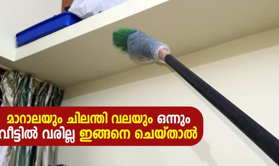 ഒട്ടും ചെലവില്ലാതെ തന്നെ മാറാല ചിലന്തി ശല്യം എളുപ്പത്തിൽ പരിഹരിക്കാം.