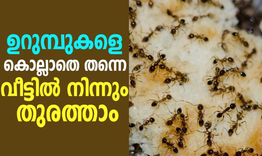 വെറും സെക്കൻഡുകൾ കൊണ്ട് എത്ര വലിയ ഉറുമ്പ് ശല്യവും പെട്ടെന്ന് അകറ്റാം.