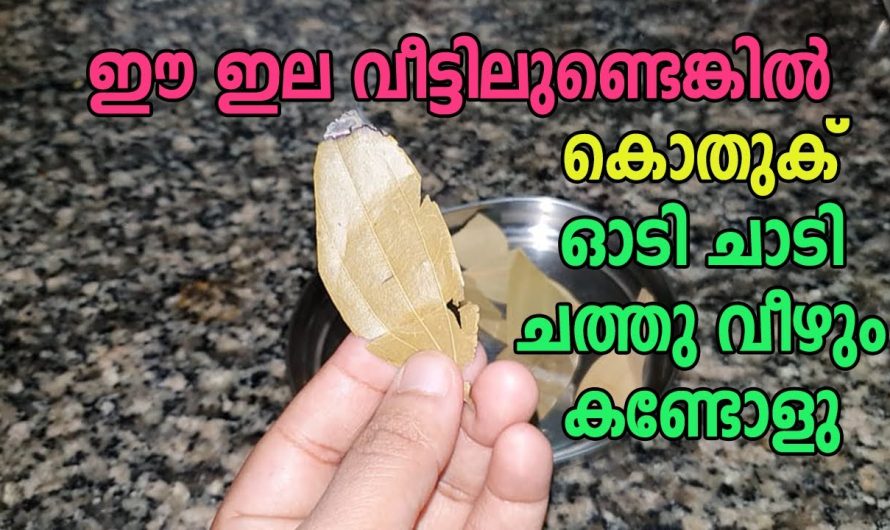 ഈയൊരു ഇല മതി ഏതൊരു കൊതുകിനെയും വീട്ടിൽ നിന്ന് ഓടിക്കാൻ.