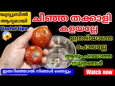 ചീഞ്ഞ തക്കാളി ഈ രീതിയിൽ ഉപയോഗിച്ചു നോക്കൂ ഞെട്ടിക്കും റിസൾട്ട്….