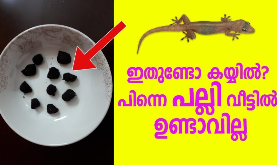 വീടുകളിലെ പല്ലികളെ ഒടിപിക്കാൻ ഈയൊരു കാര്യം ചെയ്താൽ മതി..