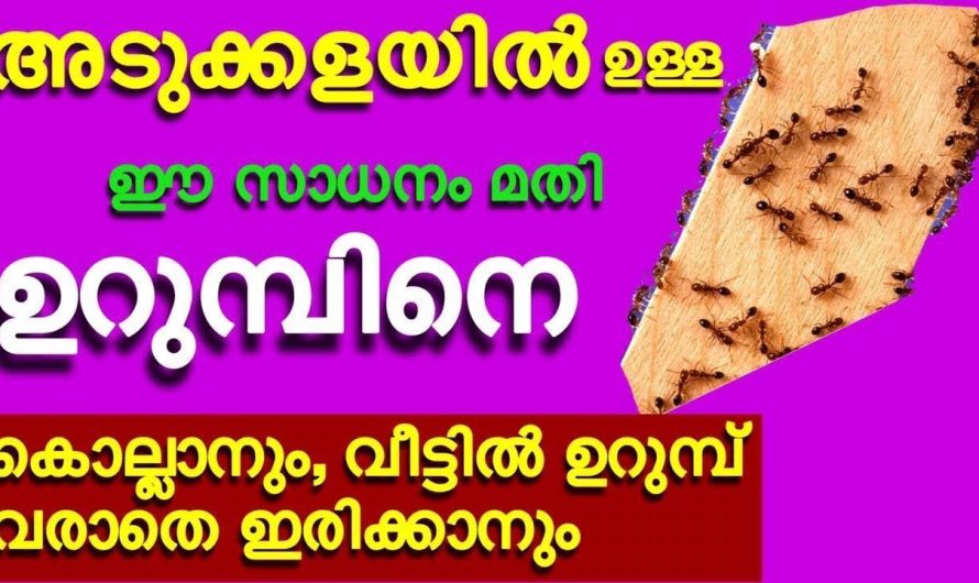 ഇനി വീട്ടിൽ ഒരു ഉറുമ്പിനെ പോലും കാണില്ല ഈയൊരു കാര്യം ചെയ്താൽ അത്രയും നല്ല റിസൾട്ട്…