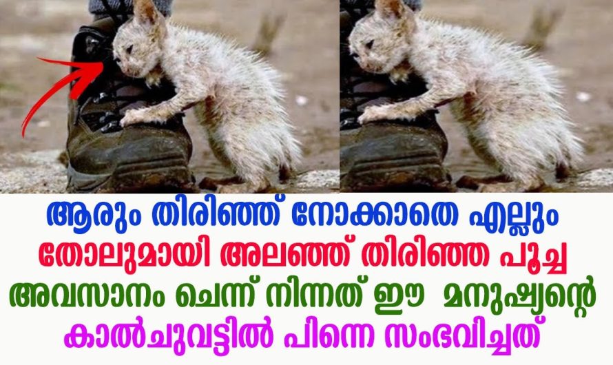 തെരുവിൽ കഴിയുന്ന ഈ പൂച്ചക്കുട്ടിയുടെ അവസ്ഥ കണ്ടു ഞെട്ടി…