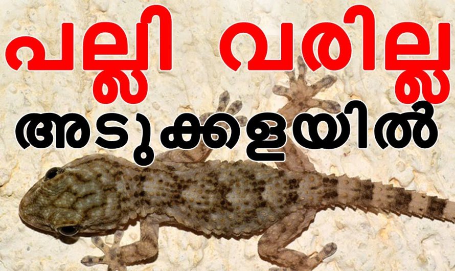 എത്ര കടുത്ത പല്ലി ശല്യം വളരെ എളുപ്പത്തിൽ പരിഹരിക്കാം…