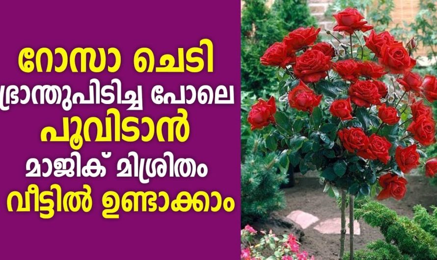 പൂക്കളും പച്ചക്കറികളും ധാരാളമായി ഉണ്ടാകാൻ…