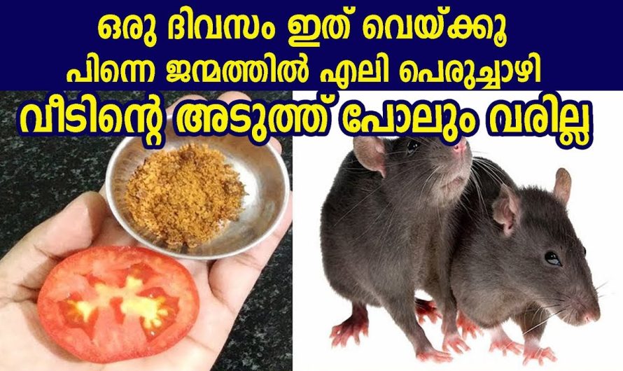 എത്ര കടുത്ത എലി ശല്യം എളുപ്പത്തിൽ പരിഹരിക്കാം..