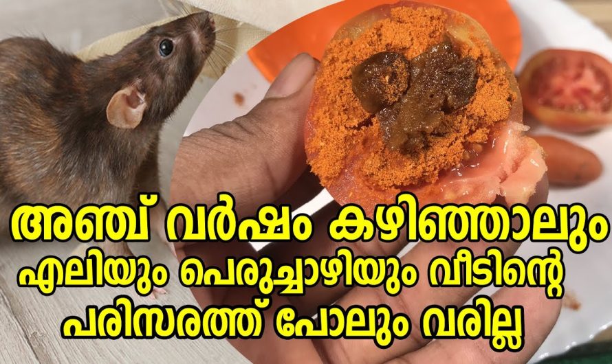 എത്ര കടുത്ത എലി പെരുച്ചാഴി ശല്യം എളുപ്പത്തിൽ പരിഹരിക്കാൻ.