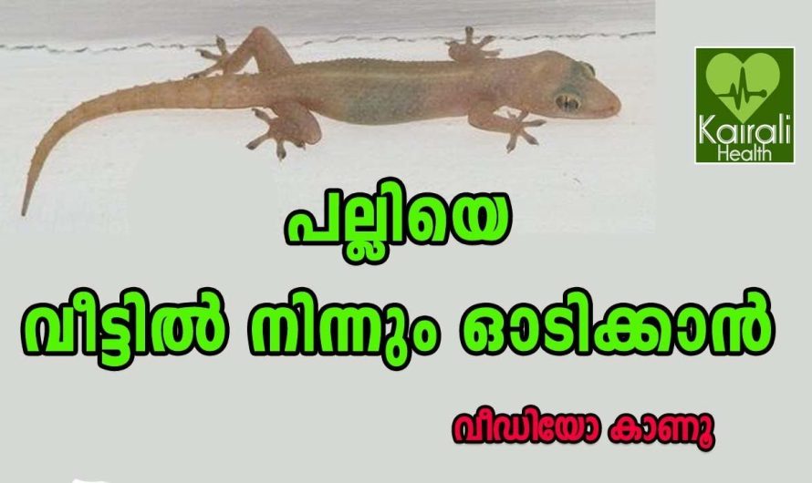 ഇനിയൊരു ഒറ്റ  പല്ലി പോലും വീട്ടിൽ കാണില്ല ഈയൊരു മാർഗ്ഗം ചെയ്താൽ മതി…