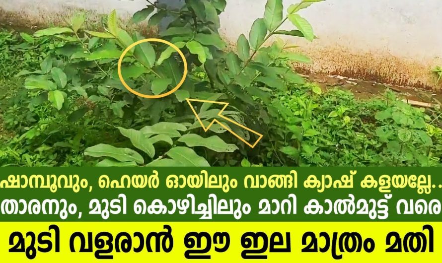 മുടിയിലെ ഏതൊരു പ്രശ്നത്തിനും ഇതാ ഈ ഇല കിടിലൻ പരിഹാരം..