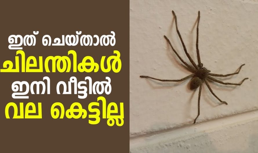 വീട്ടിൽ ചിലന്തിവലകളും ചിലന്തിയും ഇല്ലാതിരിക്കാൻ കിടിലൻ വഴി…