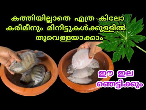 ഇനി കരിമീൻ കിട്ടിയാൽ കളയേണ്ട നിമിഷങ്ങൾക്കുള്ളിൽ  ക്ലീൻ ചെയ്യാം…