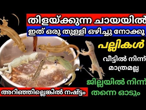 പല്ലി, പാറ്റ   ശല്യം പരിഹരിക്കാൻ അല്പം കട്ടൻ ചായ മാത്രം മതി…