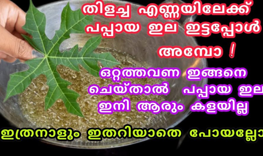 വീട്ടിൽ പപ്പായ മരമുണ്ടോ എങ്കിൽ ഈ ഇലയുടെ ആരും പറയാത്ത ഞെട്ടിക്കും ഗുണങ്ങൾ..