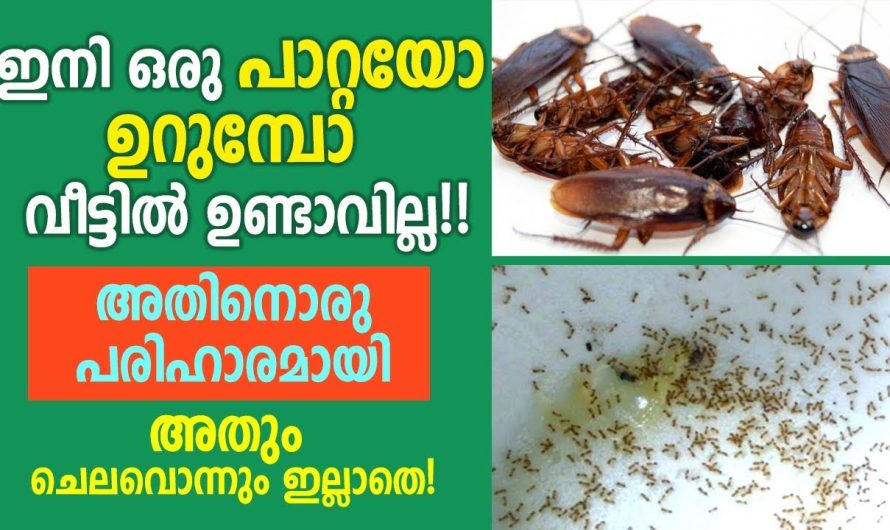 ഈയൊരൊറ്റ കാര്യം ചെയ്താൽ മതി ഉറുമ്പ്,പാറ്റ എന്നിവയെ എളുപ്പത്തിൽ വീട്ടിൽ നിന്ന് തുരത്താം..