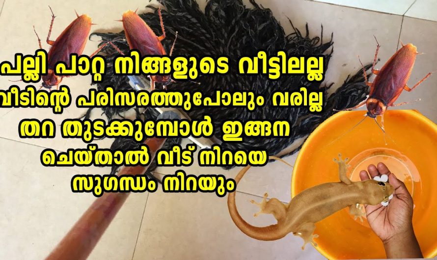 വീട് വൃത്തിയാക്കുമ്പോൾ ഈ ഒരു കാര്യം ചെയ്തു നോക്കൂ നല്ല സുഗന്ധവും പല്ലി, ഉറുമ്പ്, പാറ്റ  ശല്യം ഒഴിവാക്കാം.