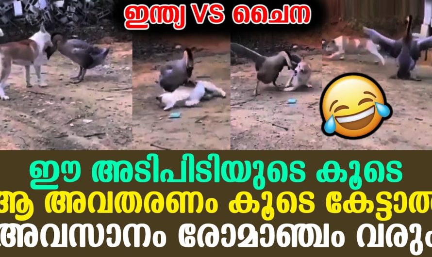 ഈ വീഡിയോയും കമന്ററിയും കേട്ടാൽ ചിരിക്കാത്തവർ ആരും തന്നെ ഉണ്ടാകില്ല..